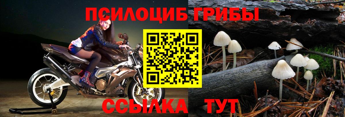 Псилоцибиновые грибы Psilocybine cubensis Выкса